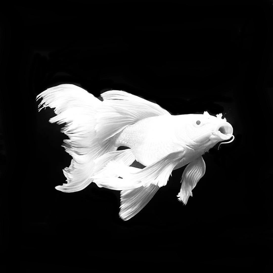 鱼乐圈（蝴蝶鲤）