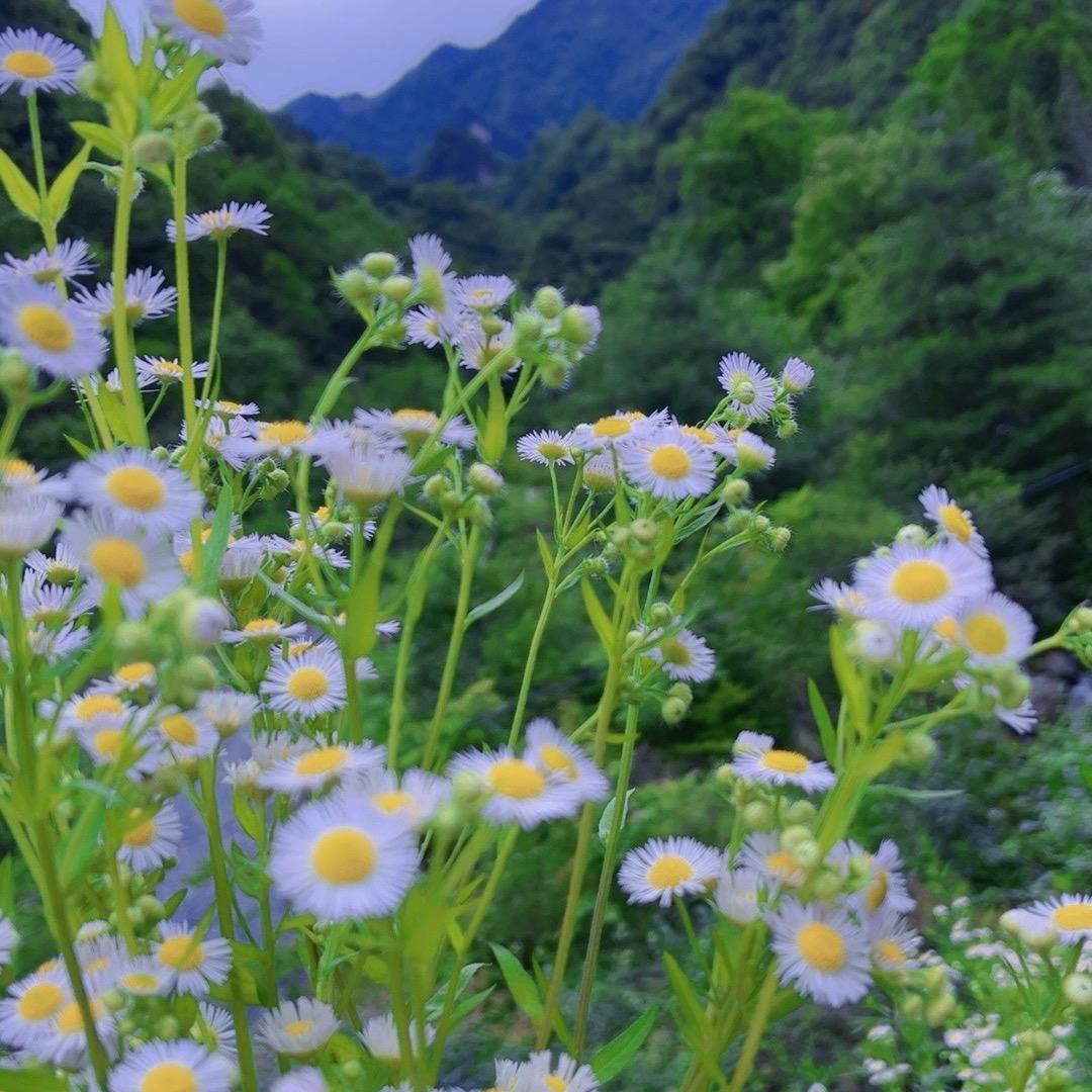 静默幽花