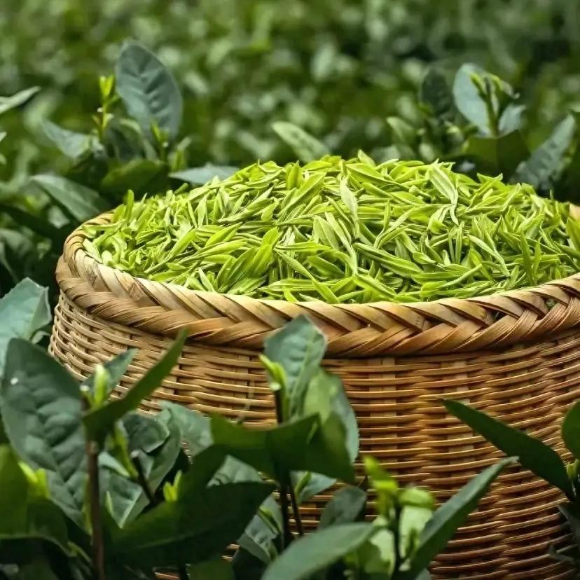 朗星茶叶