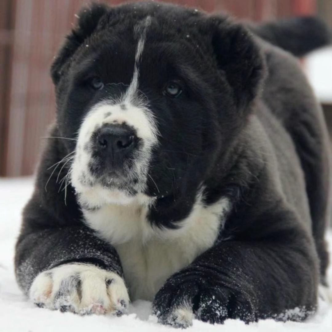 篠雅中亚牧羊犬