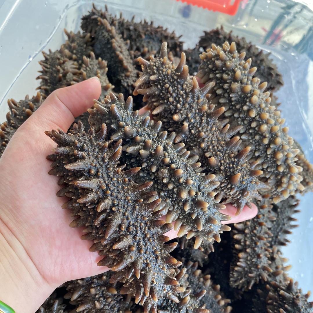 海中王海参