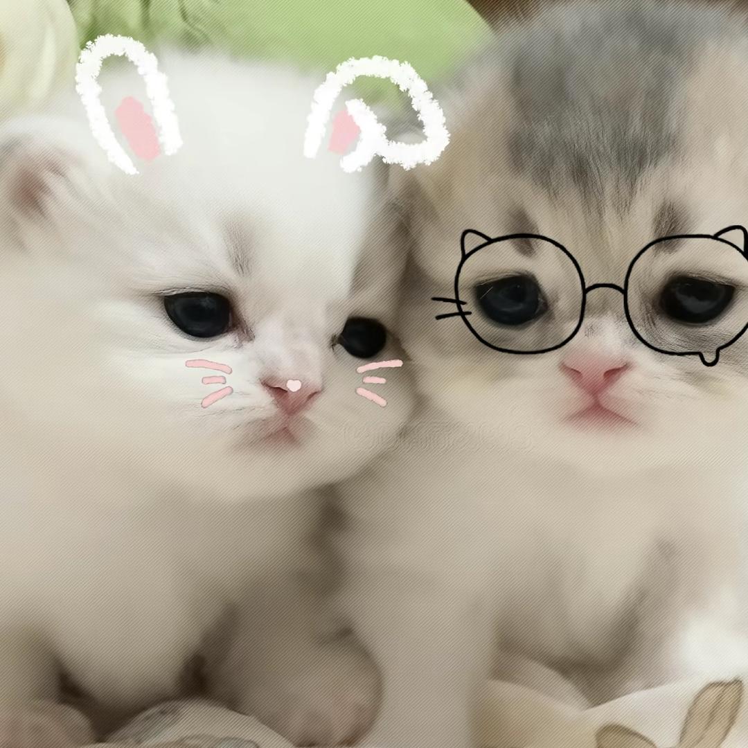 窝是多多捏⌯ᕑᗢᓫ⌯ಣ