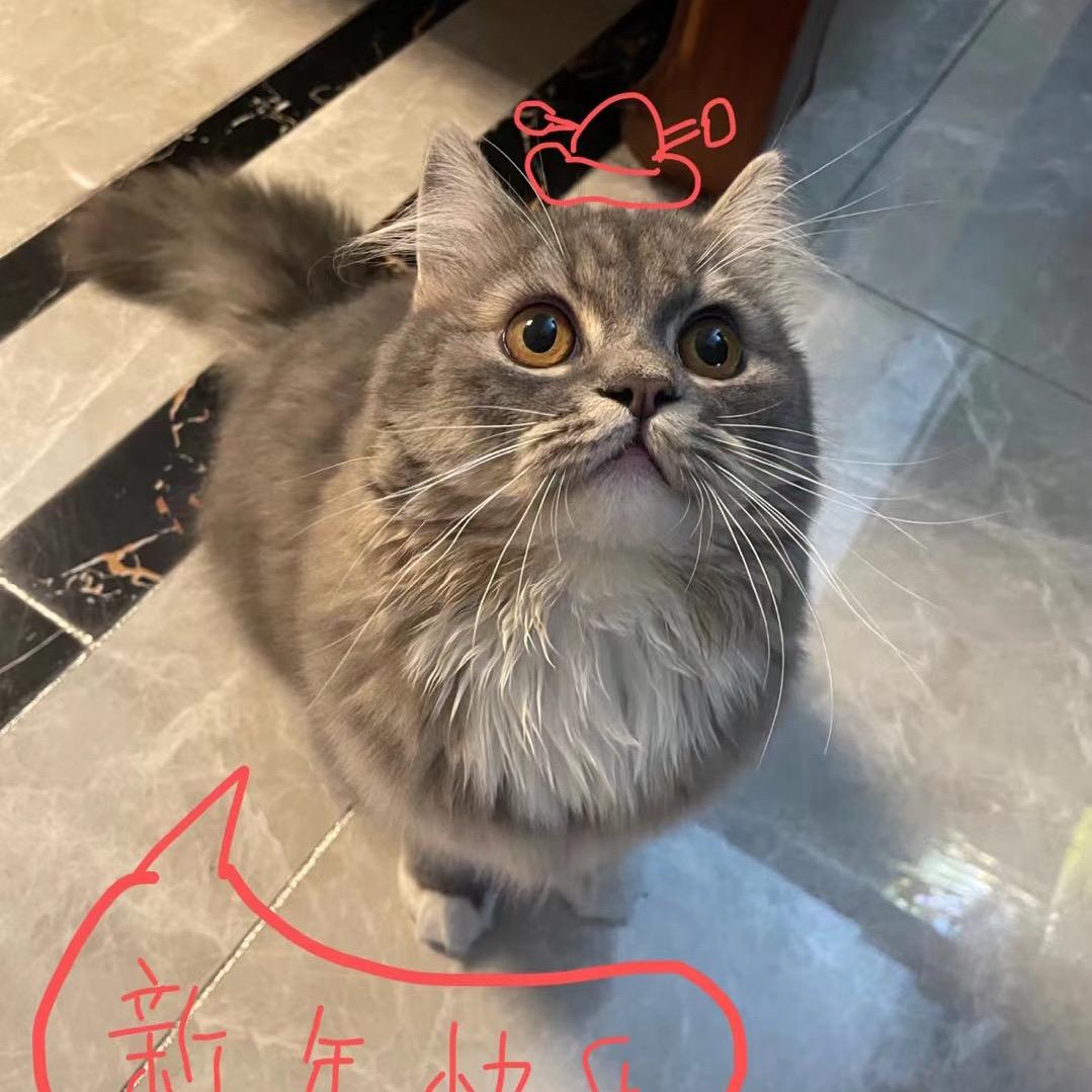 对不起，我不会再卖萌了！