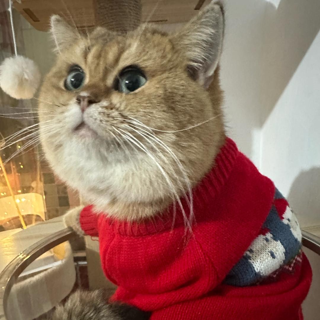 肥鑫萌宠