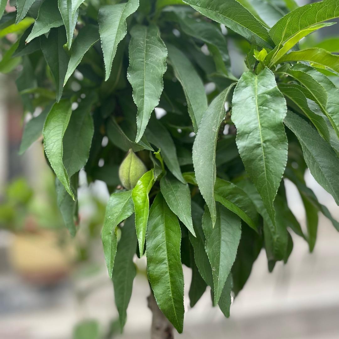 吉晓福烧烤大排档