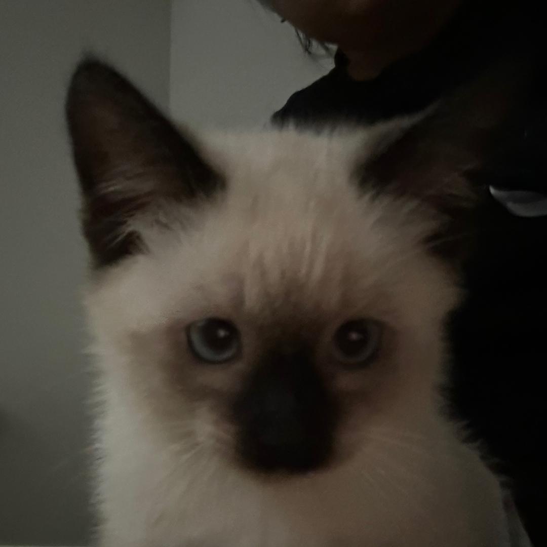 学不会英语的五花肉