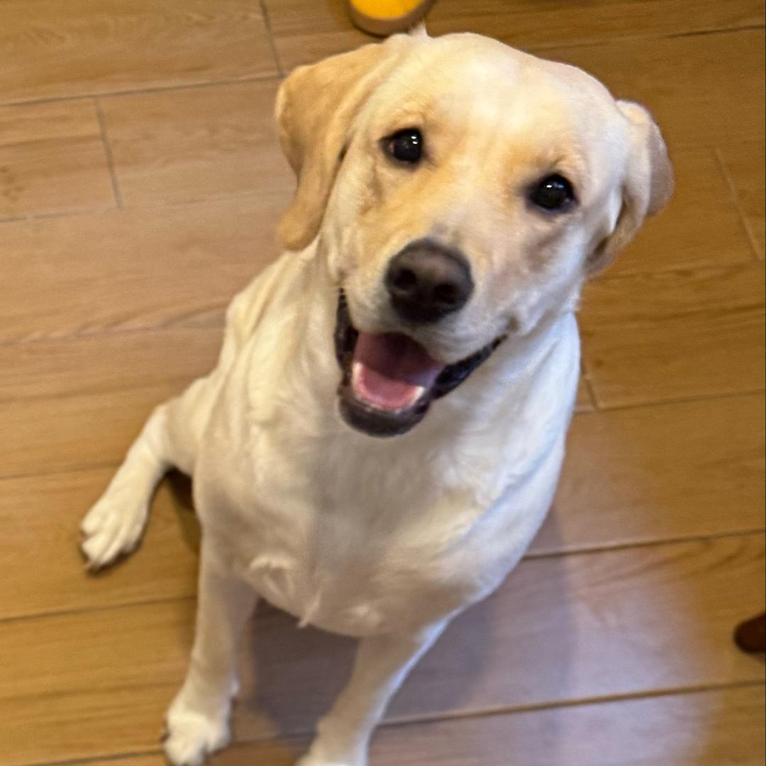 多多是拉不拉🐷