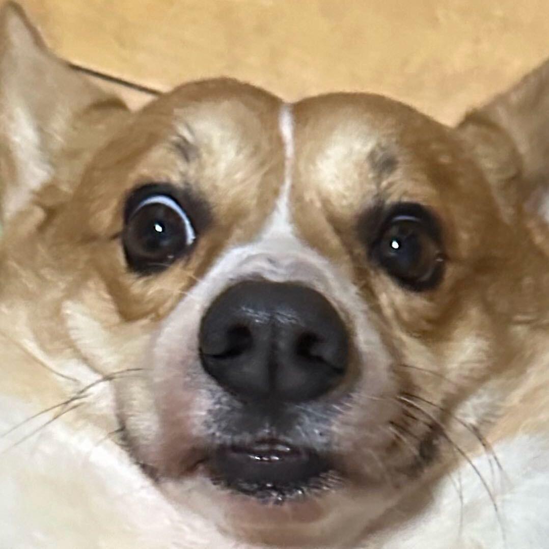 柯猪颠颠的日常