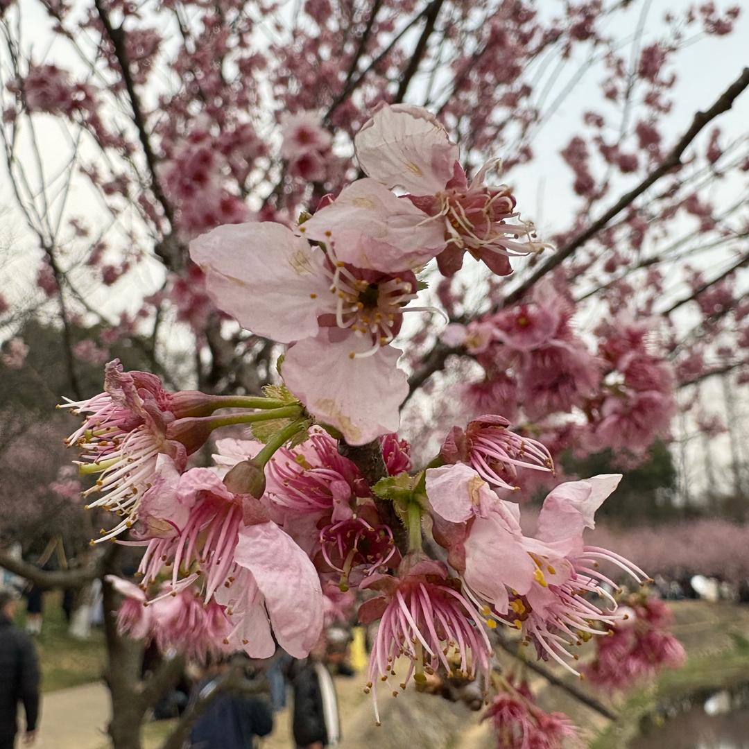 麻辣小八嘎