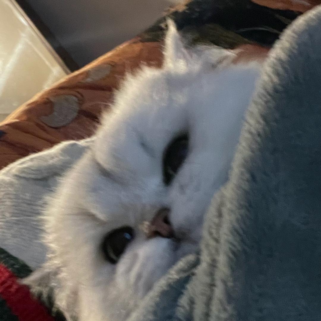 🐧🐧
