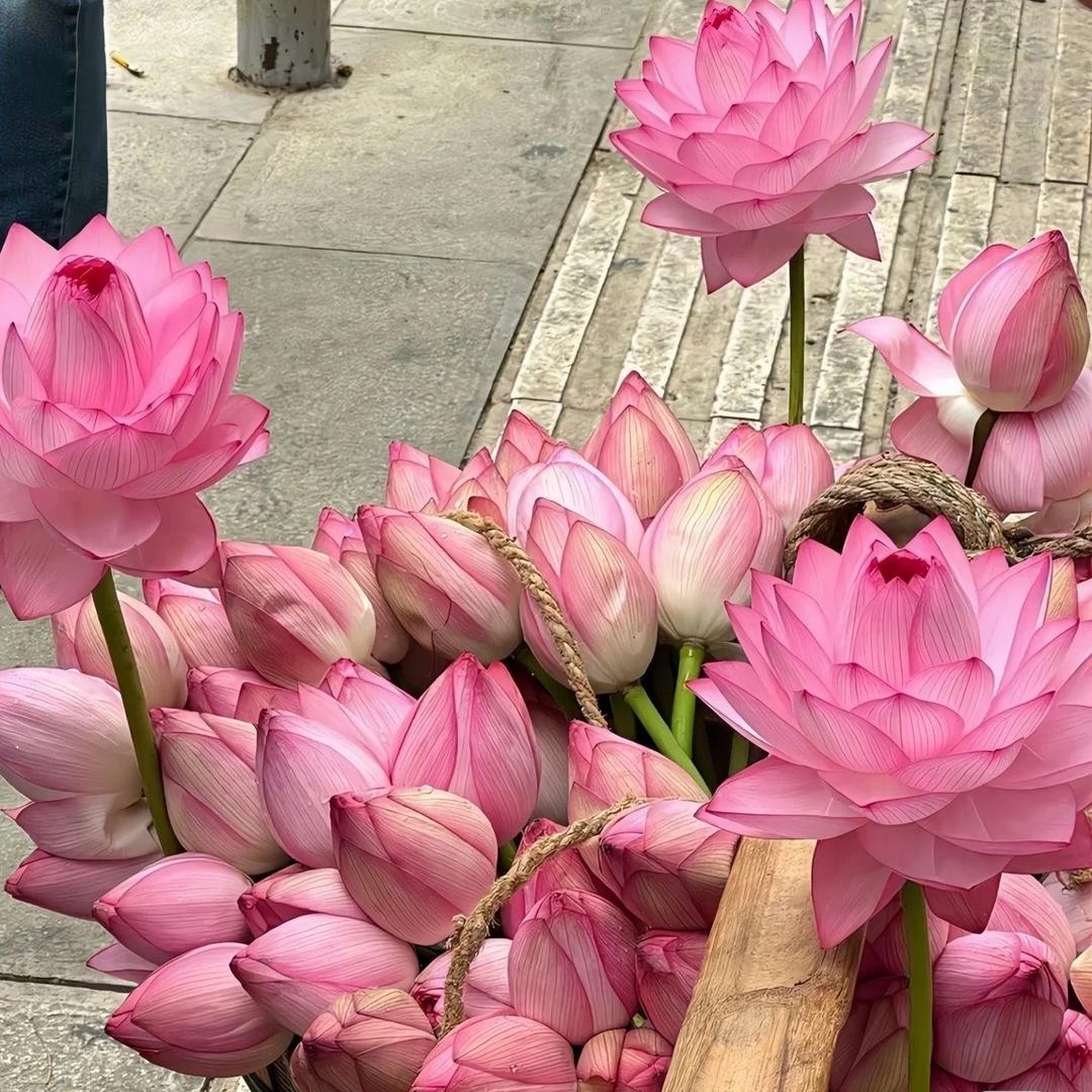 花开富贵·