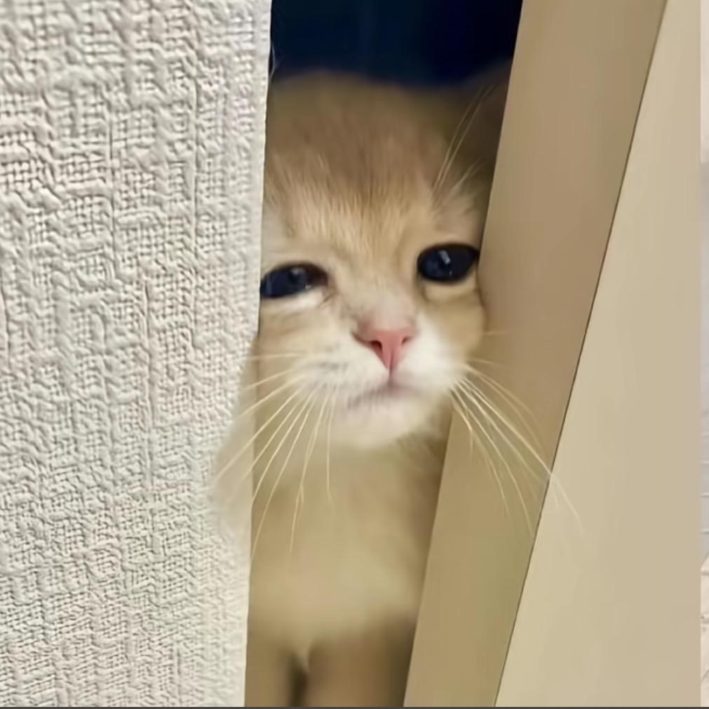 宝宝