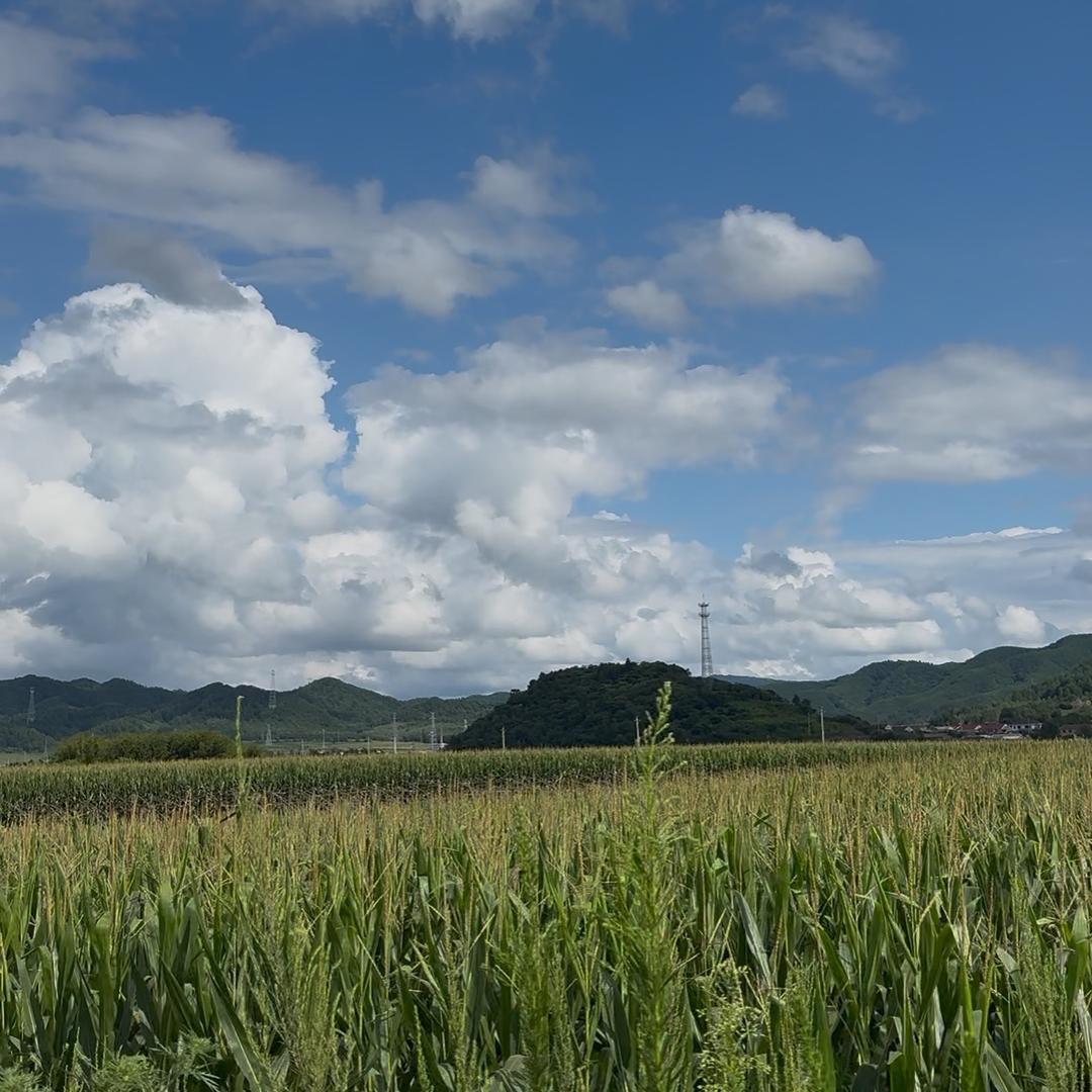 靠山吃山