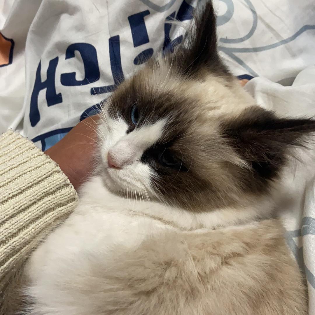 不会飞飞机✈️的小鑫