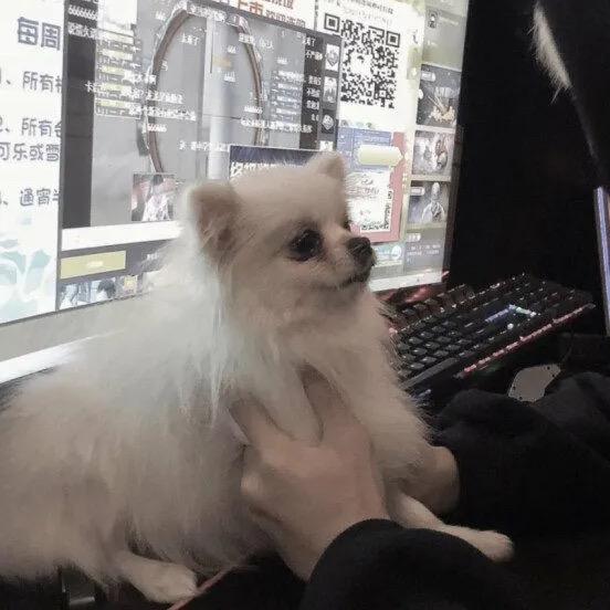 扶苏不会残白