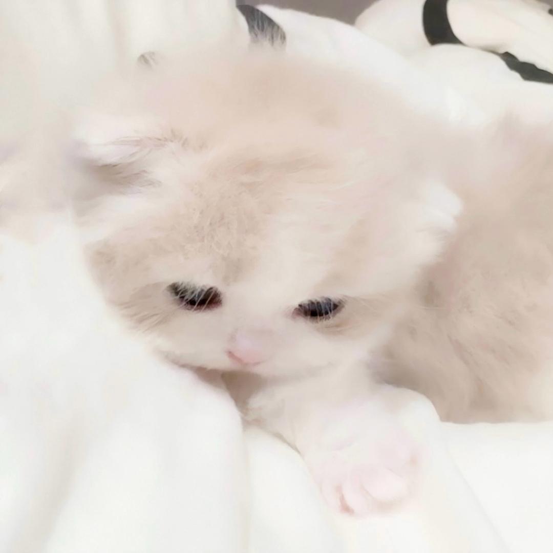 猫咪纹