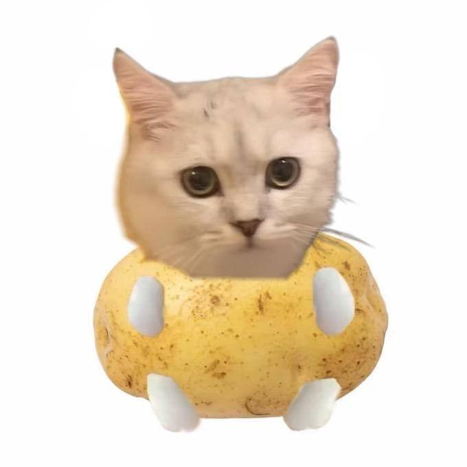 豆哥和十一弟