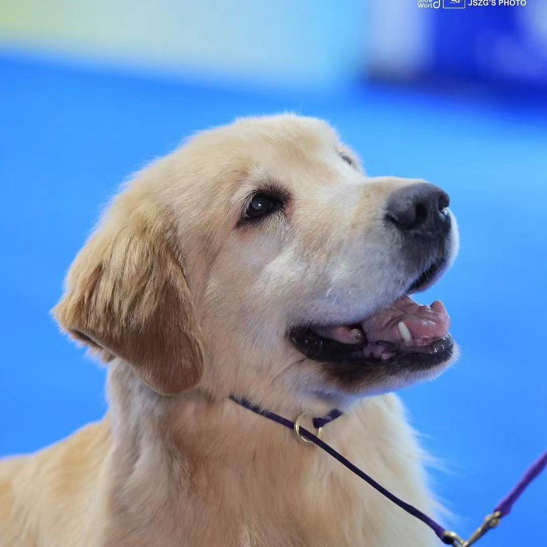 禧源犬舍