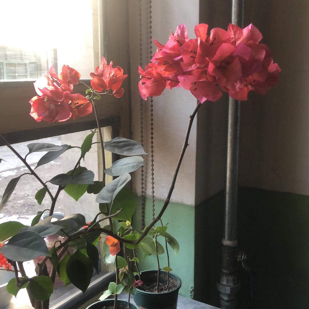 黄土情深