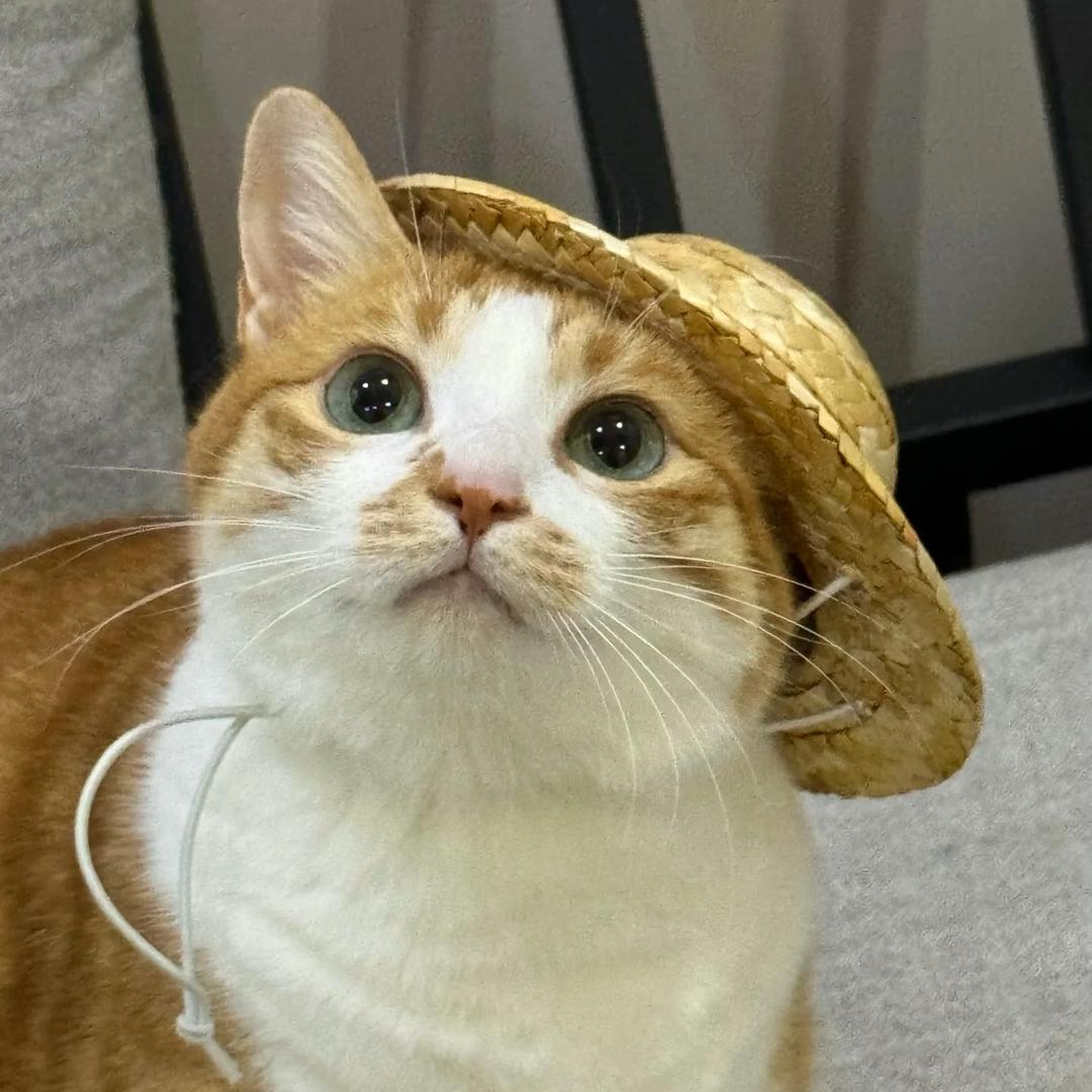 ゝᴗ❛