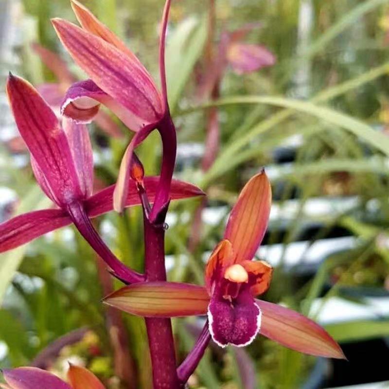 贵州资源艺草兰花