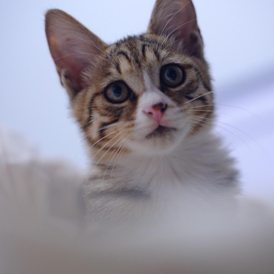 晋城流浪猫狗领养