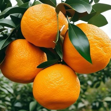 春见耙耙柑源头直发