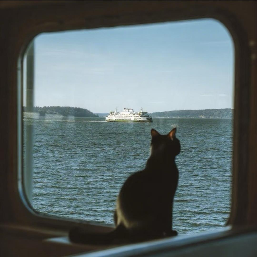 宇宙无敌猫猫