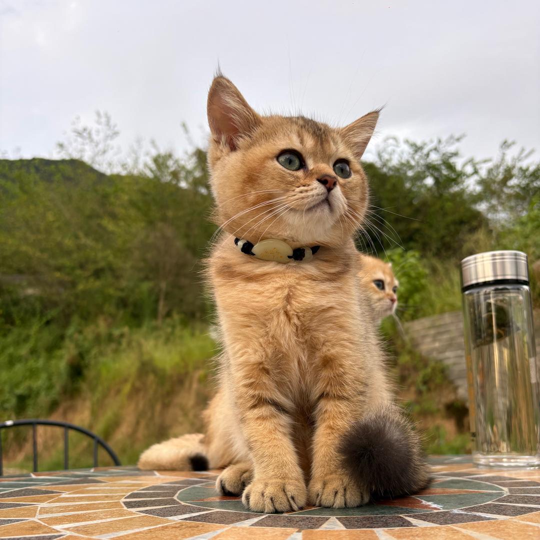 七月是只🐱