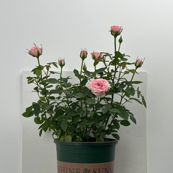 植雅阁花卉园艺店
