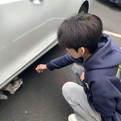 十一只猫