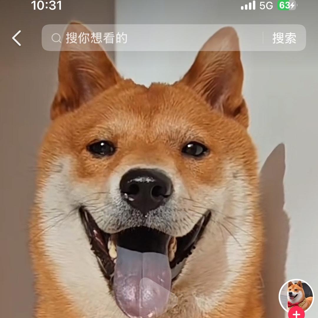 中华田园犬