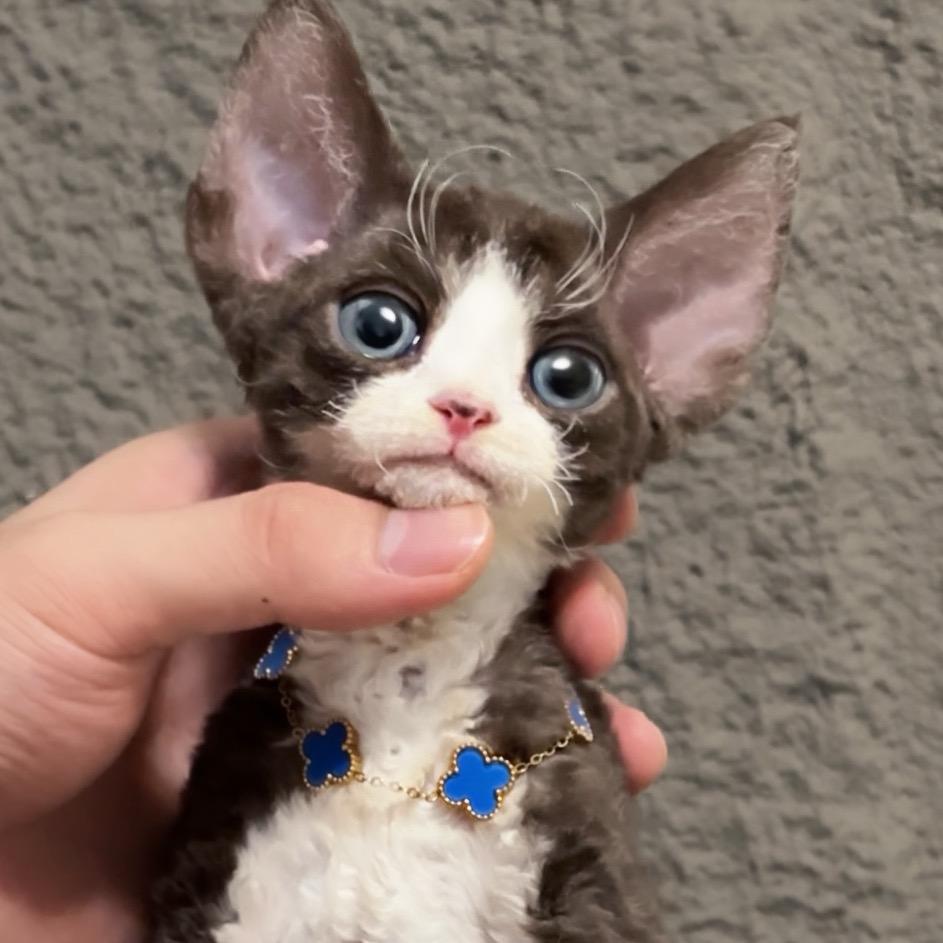 双眼皮的小熊熊
