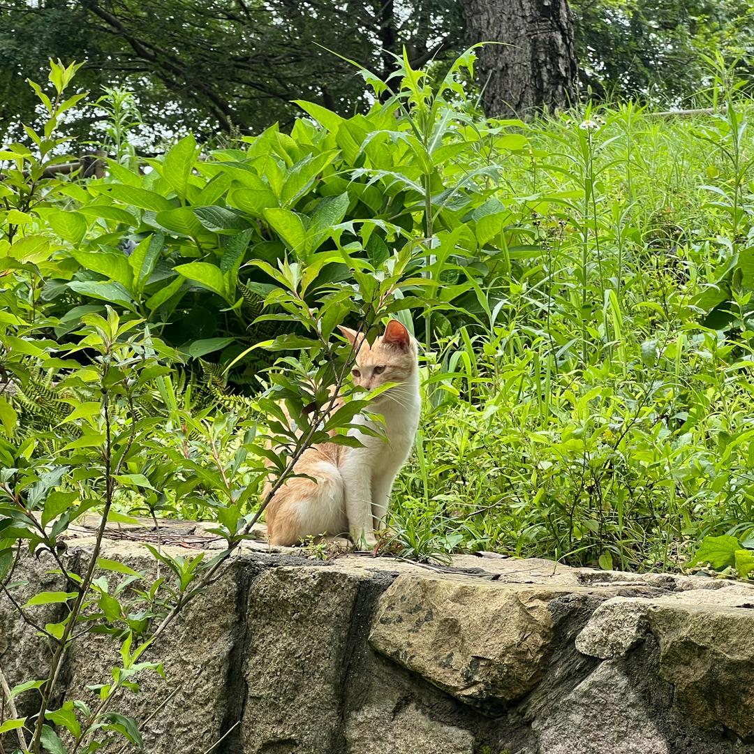 李大白