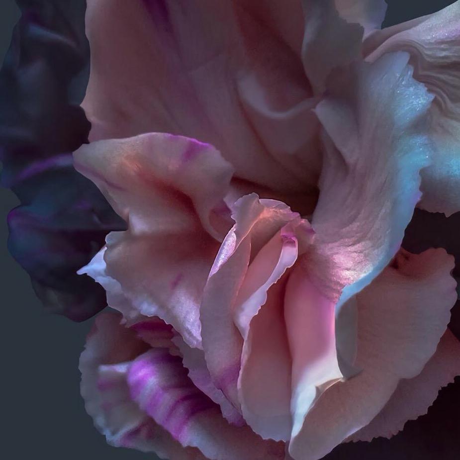 昆明一朵花