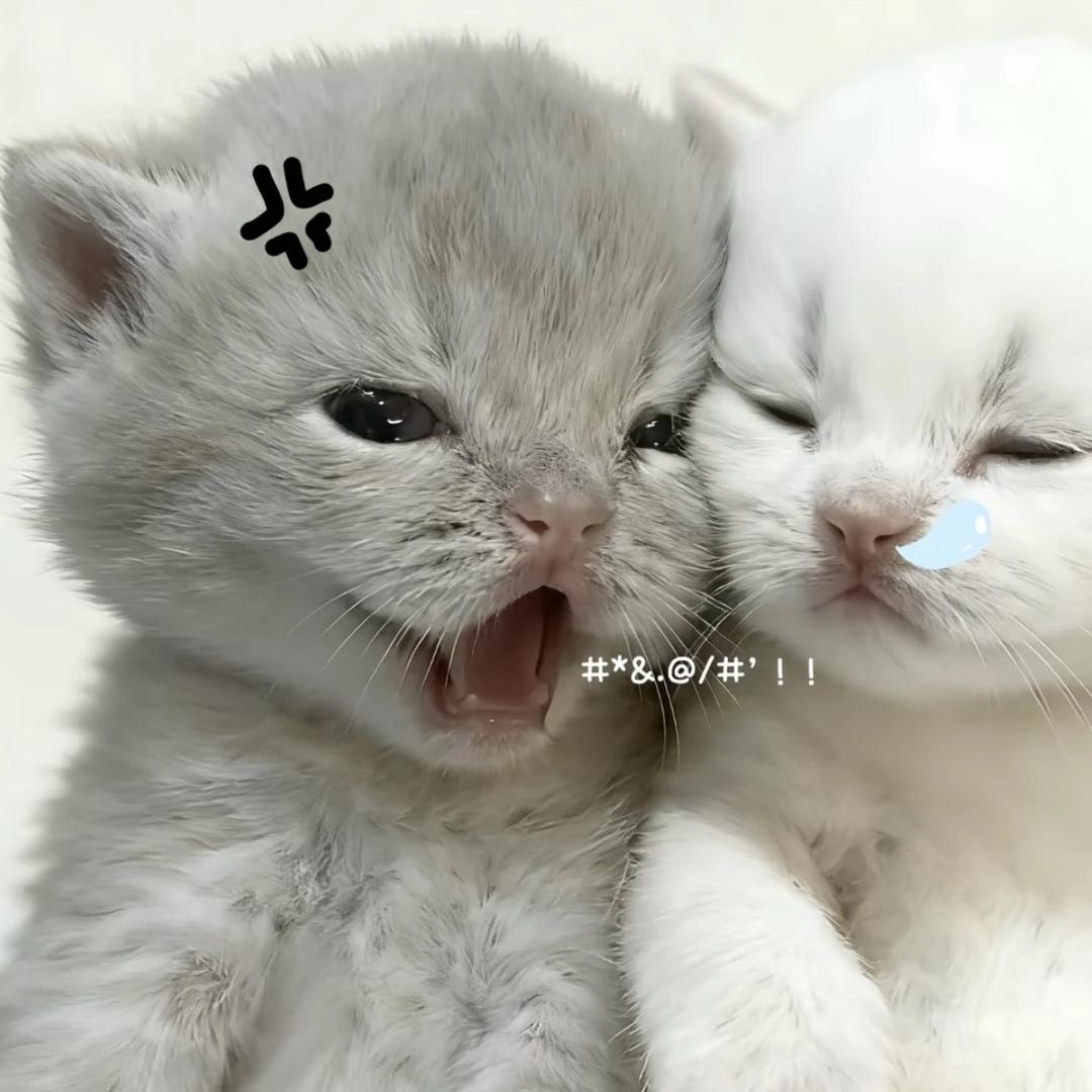 曲奇小猫·