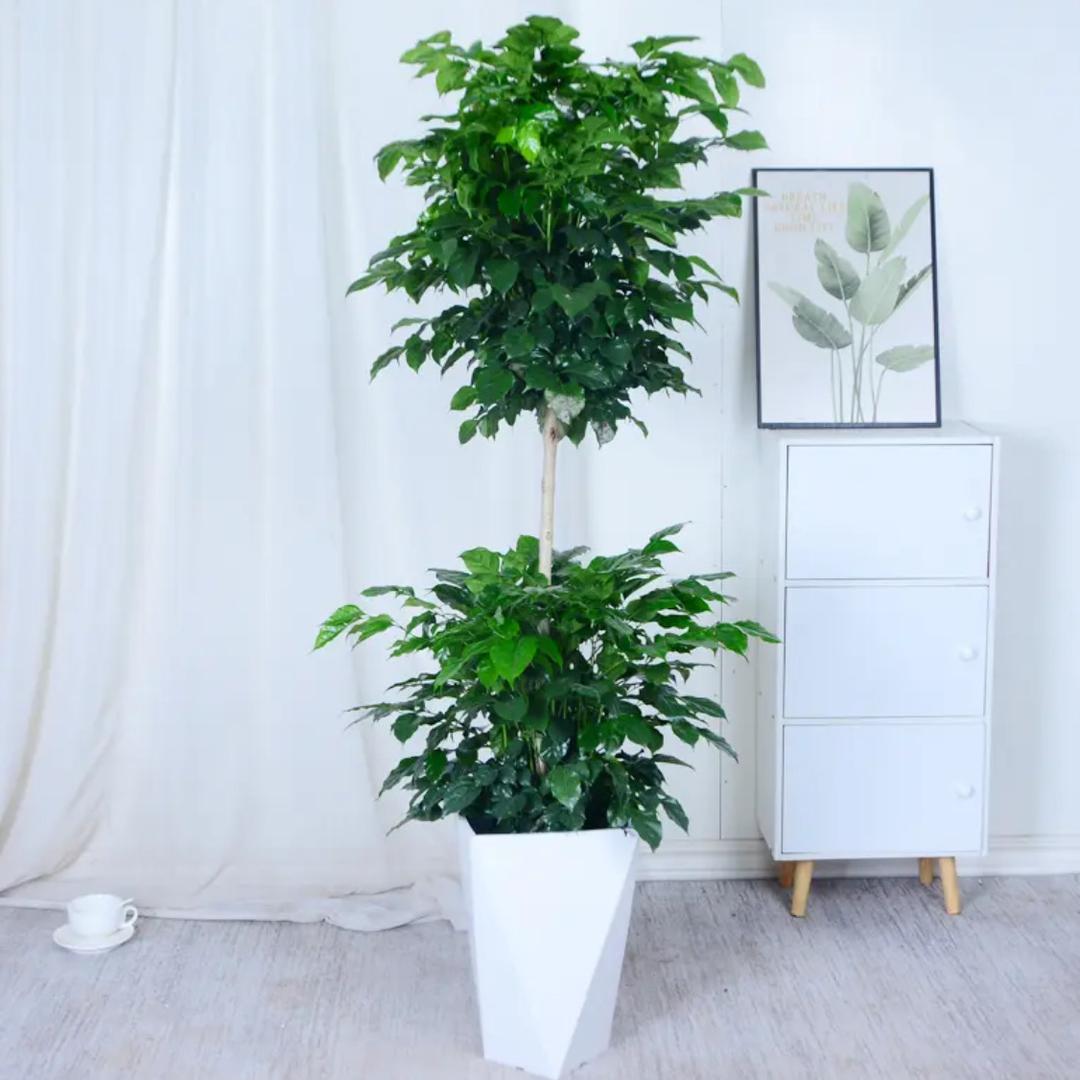 四季花开绿植基地