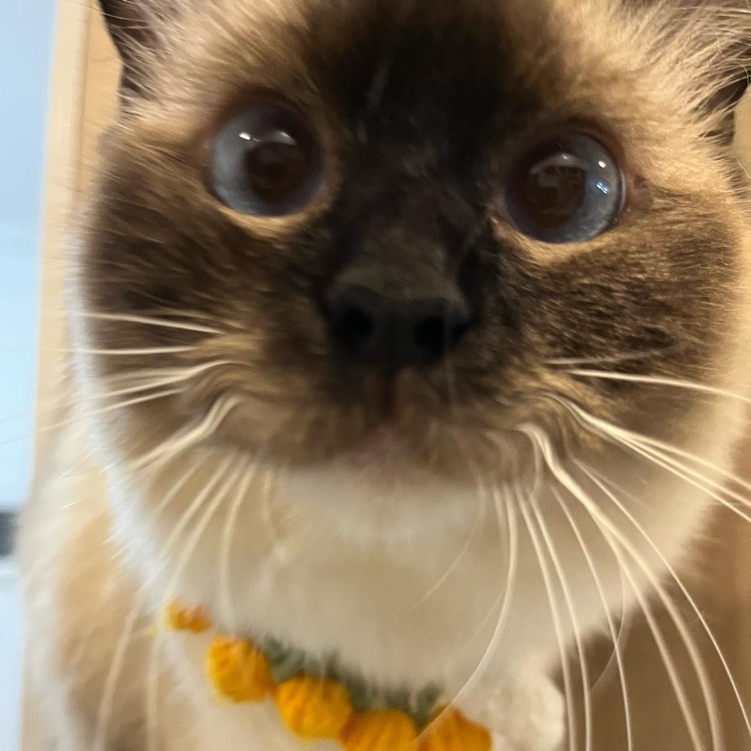 可乐和旺仔🐱