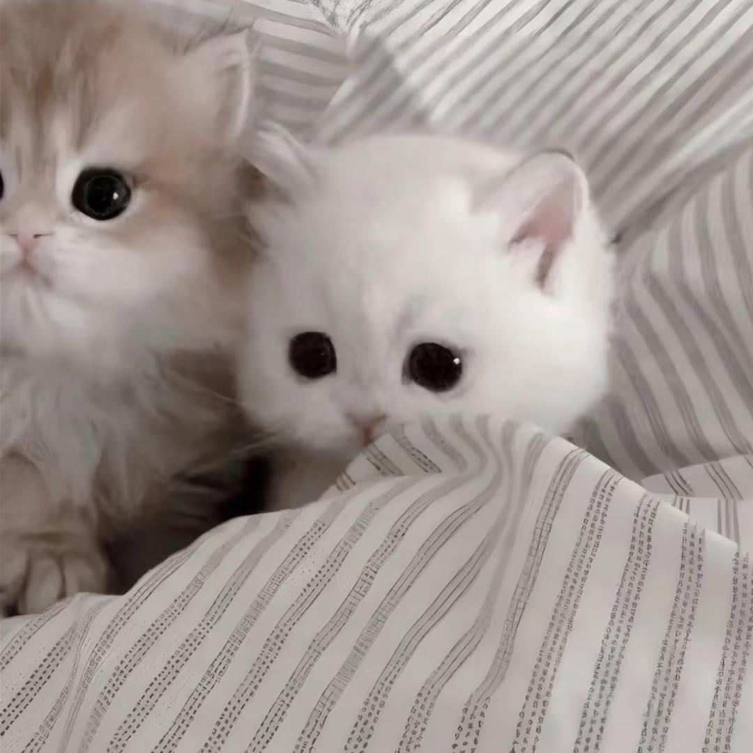 小小羊