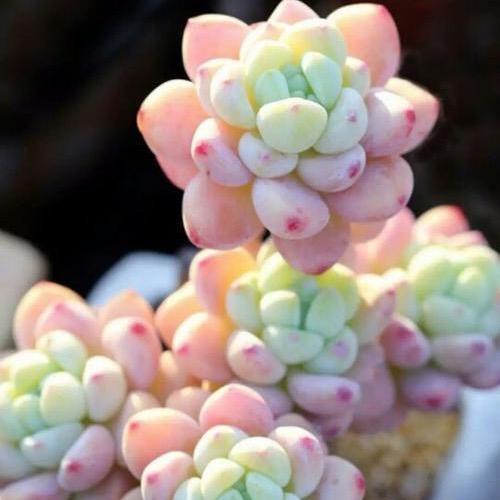 传世花卉