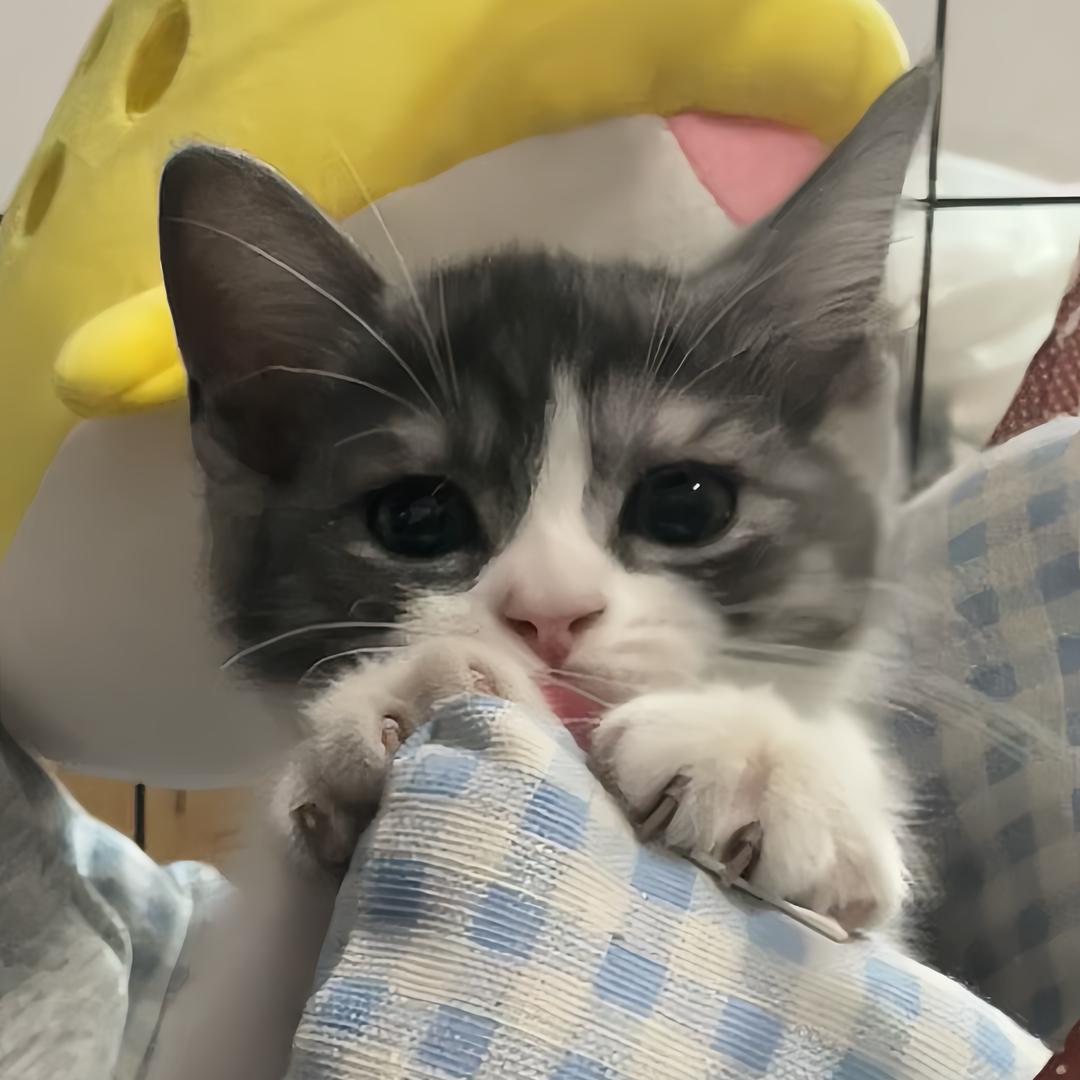 吃饭脑^