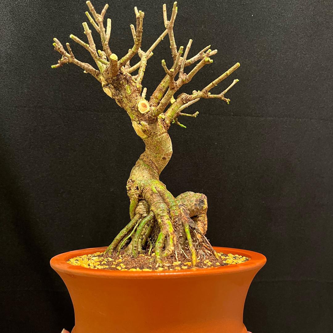 花勃士