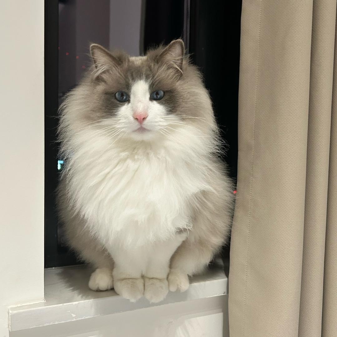 宜宾小圆宠物烘干箱租赁