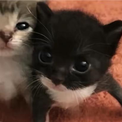 kisu