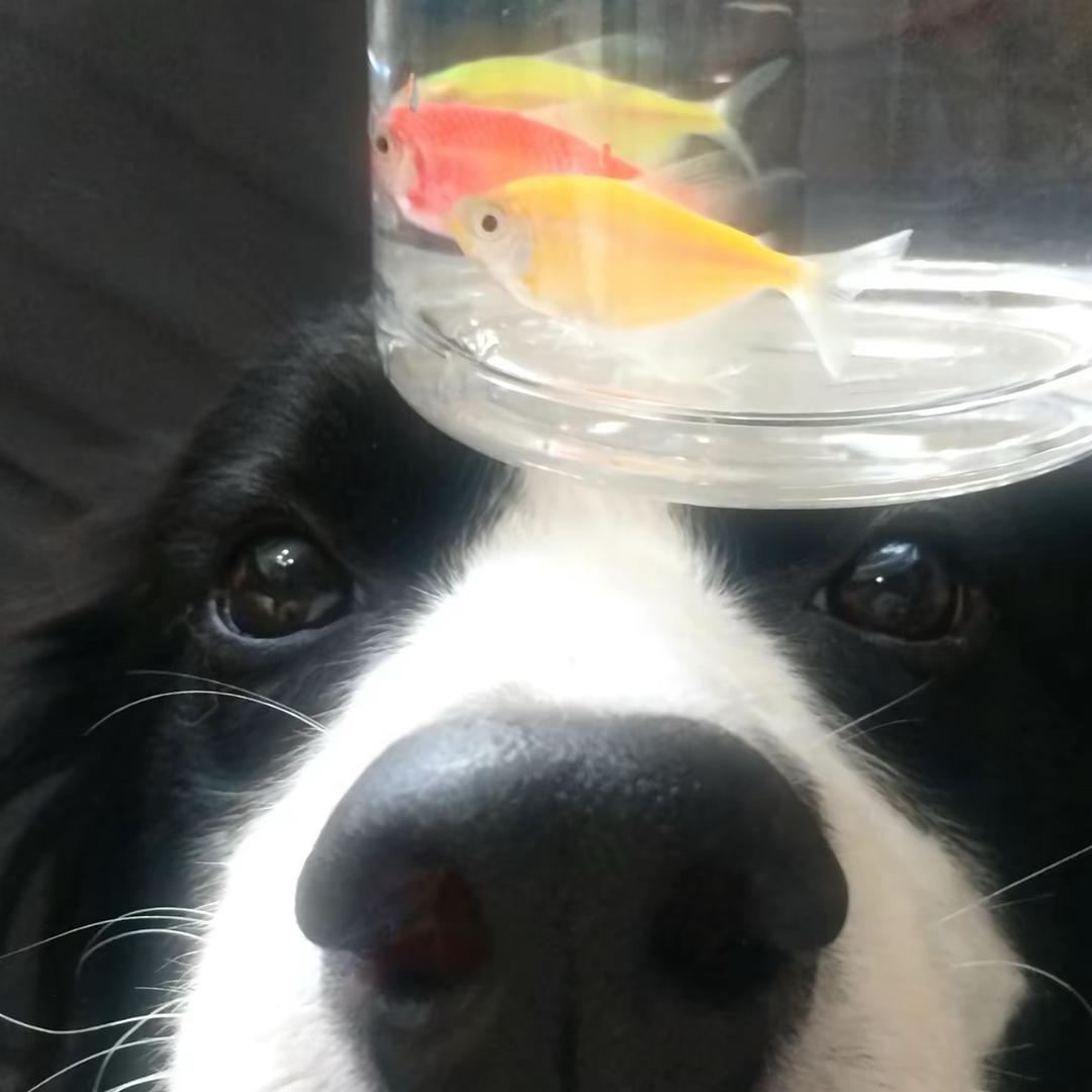 puppy胡思乱想