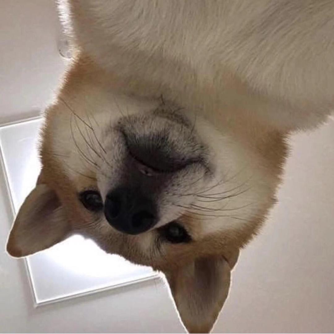 温柔的犟种