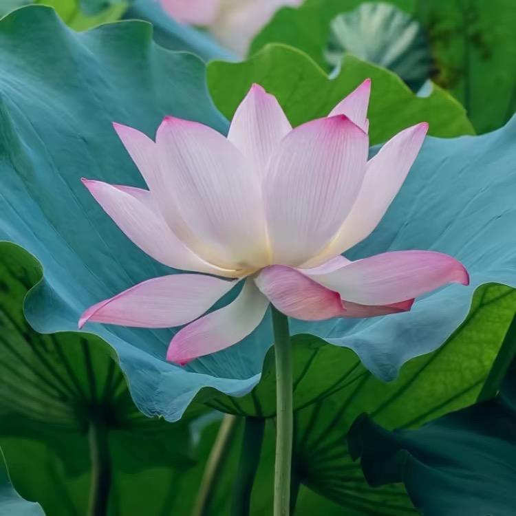 春暖花🌸开
