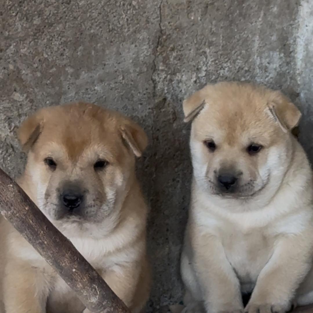 广西土猎犬力王犬舍