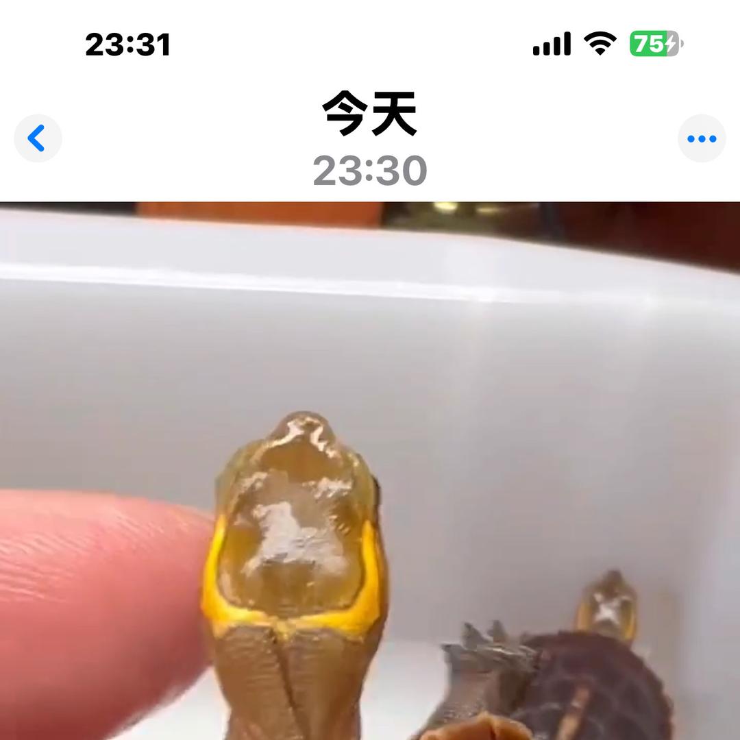 安家龟圆