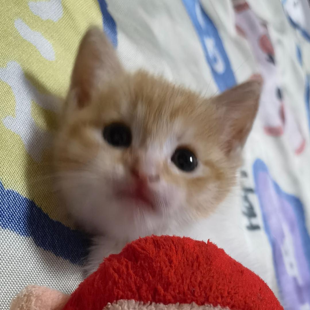 吃不胖又漂亮被财神偏爱的苗条小富婆